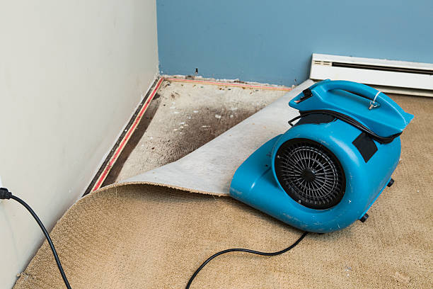 Best Flood damage cleanup  in Allardt, TN